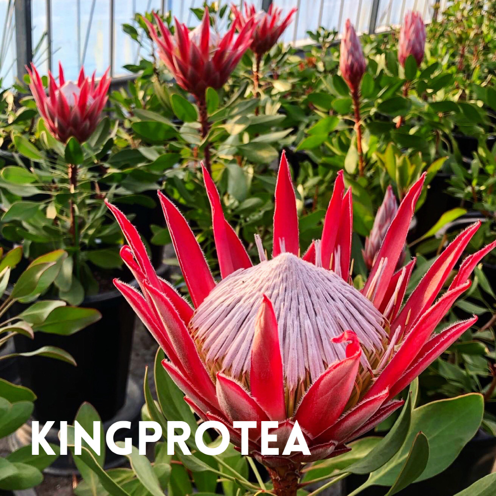 KINGPROTEA