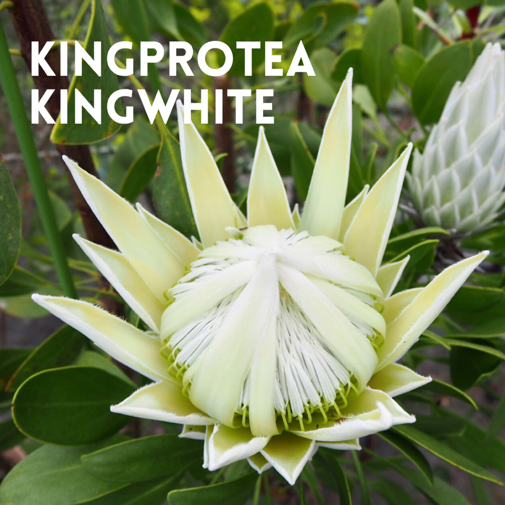 KINGPROTEA KINGWHITE