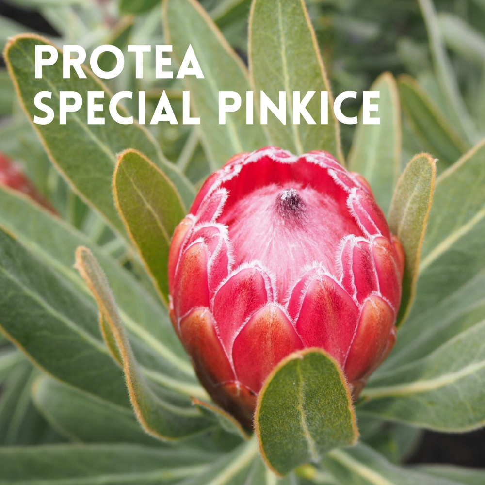 PROTEA SPECIAL PINKICE