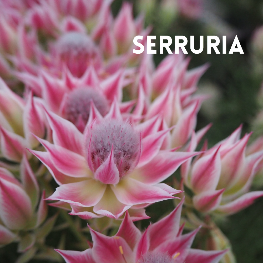 SERRURIA