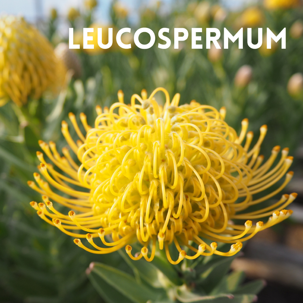 LEUCOSPERMUM