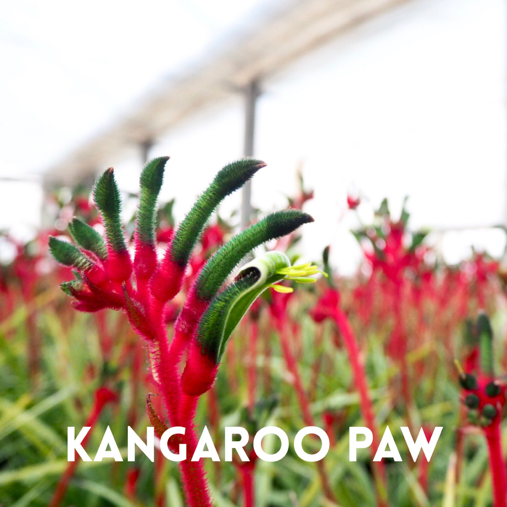 KANGAROO PAW