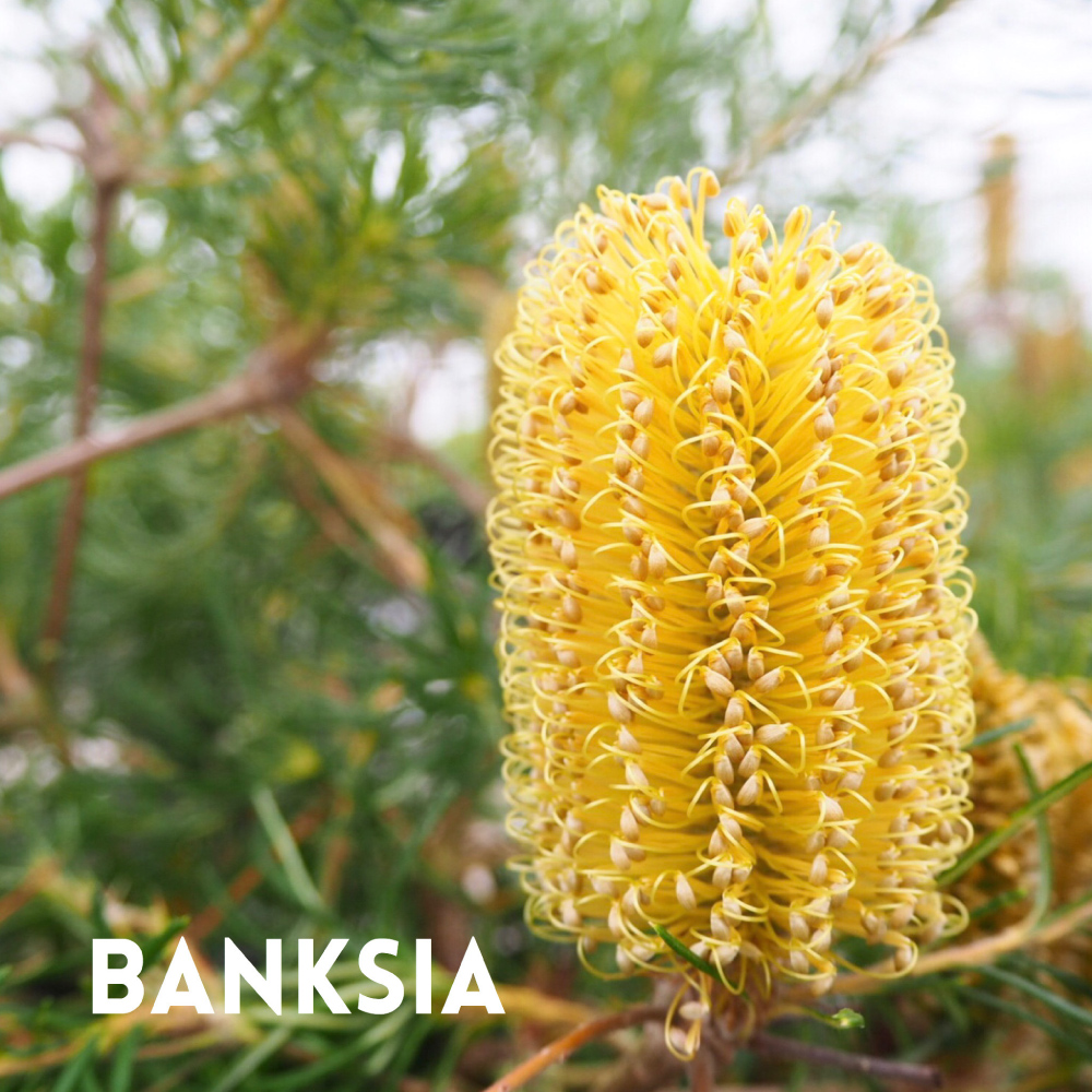 BANKSIA